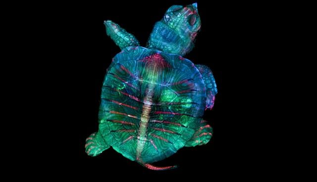 El primer lugar fue para Teresa Zgoda y Teresa Kugler por la fotografía de un embrión de tortuga. (Foto: Nikon Small World 2019)