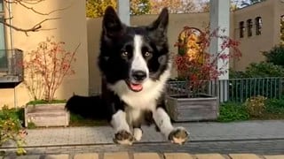 Perro asombra a millones en redes sociales al practicar parkour