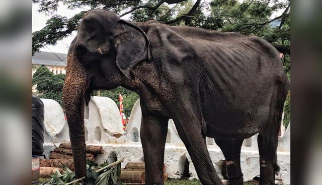 El drama de Tikiiri, la elefante de 70 años que es explotada en un festival de Sri Lanka. (Foto: Save Elephant Foundation)