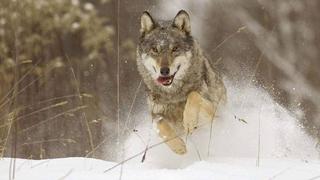 Cómo la basura convirtió a los lobos en perros