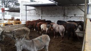Santa Eulalia: recuperan caballos robados que iban a parar a camal