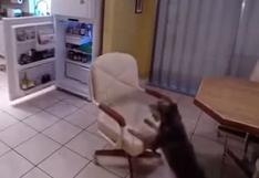 YouTube: Esta es la ingeniosa forma de un perro para robar comida