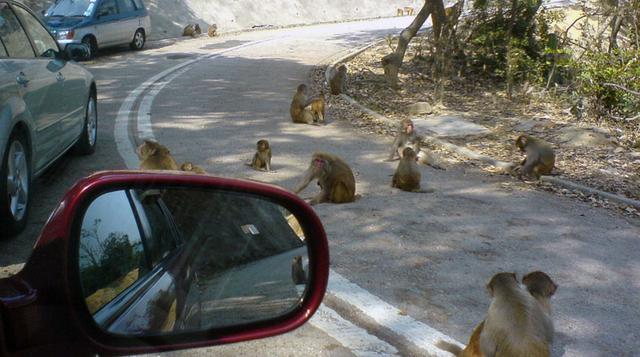 Monkey Hill: Este sorprendente valle está lleno de monos - 1