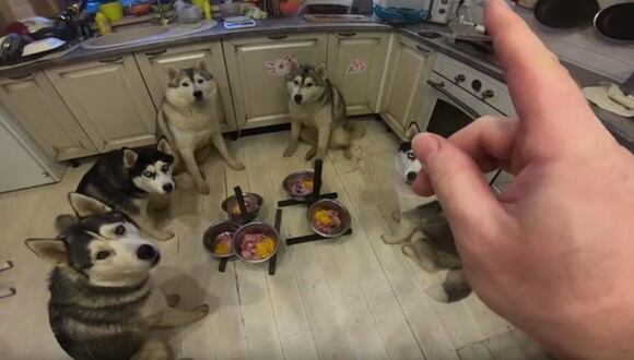 Estos perros no comen mientras no estén todos los platos servidos y su dueño no haya dado la orden. (Foto: Captura YouTube)