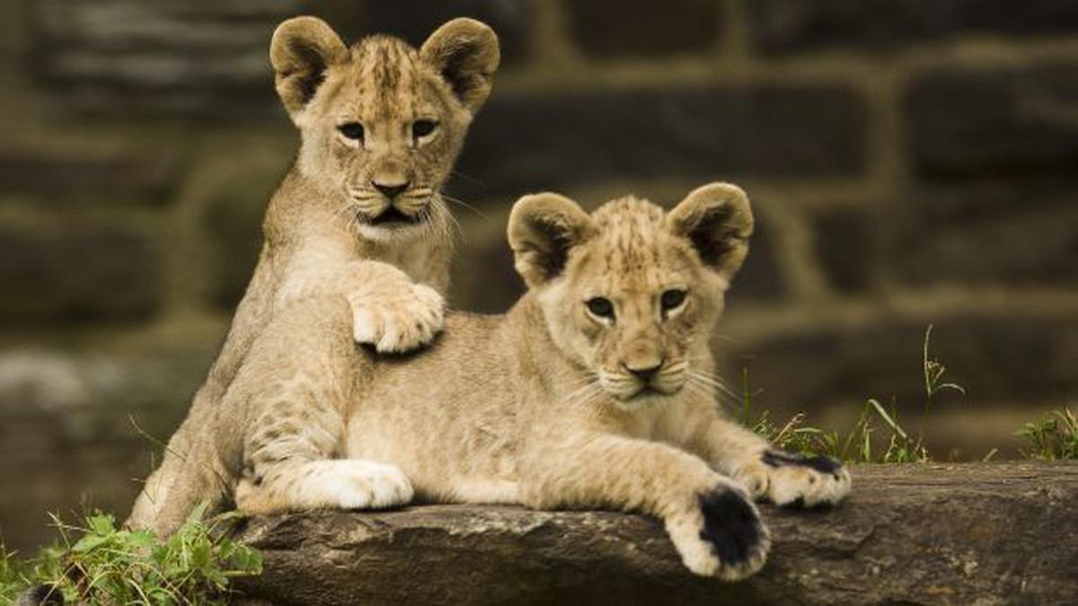 León africano es considerado especie en peligro de extinción | TECNOLOGIA |  EL COMERCIO PERÚ