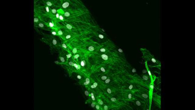 Las más impresionantes imágenes del mundo microscópico - 5