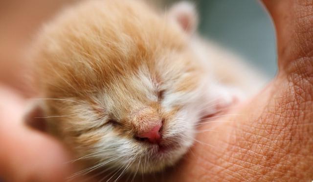 El pequeño bebé felino se encontraba mal y es por eso que su madre decidió llevarlo al hospital. (Foto referencial: Pixabay)