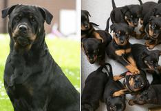 WUF: Perrita dio a luz a 16 cachorros cuando ella y sus dueños solo esperaban seis