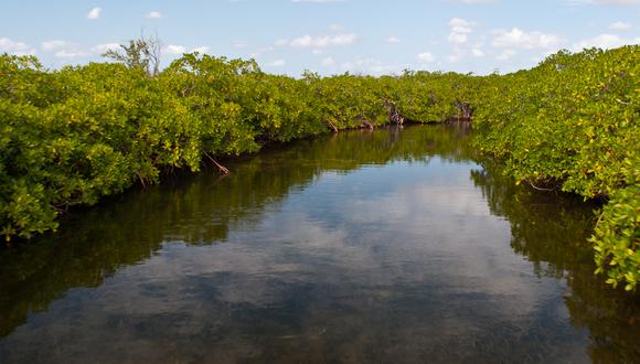 Tumbes está ubicado en la costa fronteriza con Ecuador, un lugar único en donde se encuentra la mayor extensión de manglares del país. (Foto: Shutterstock)