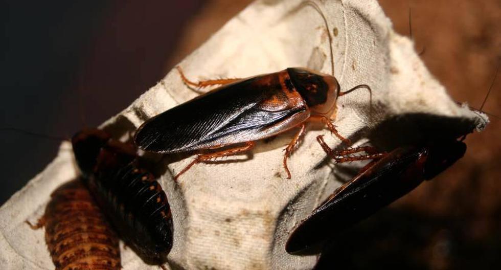 La cucaracha medía dos centímetros. (Foto: Destiny Agent/Flickr)