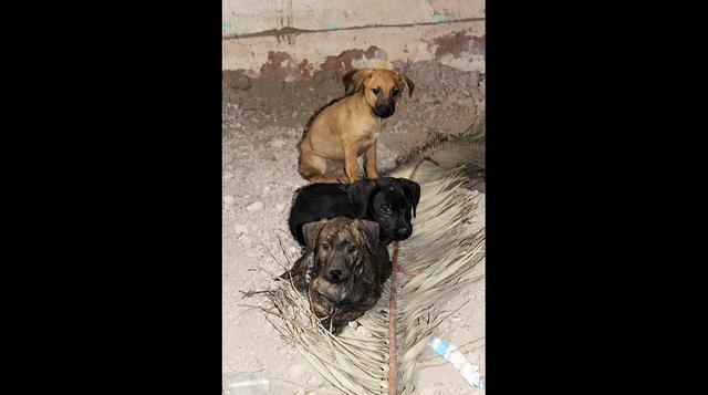 Once perritos rescatados en Barranco serán puestos en adopción - 5