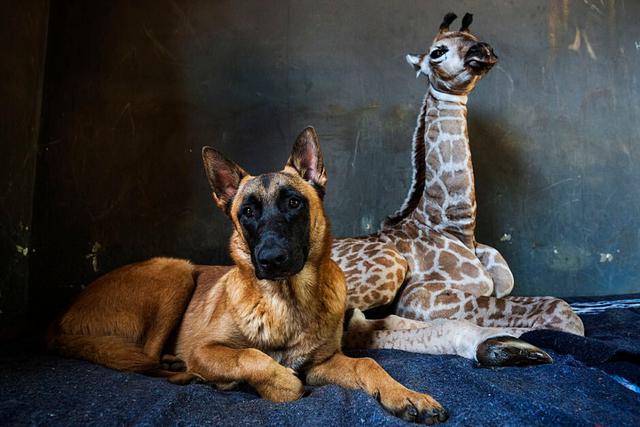 La jirafa bebé está siendo cuidada en un orfanato para rinocerontes hasta que recupere sus fuerzas y el perro no se separa de su lado. (Foto: AP)