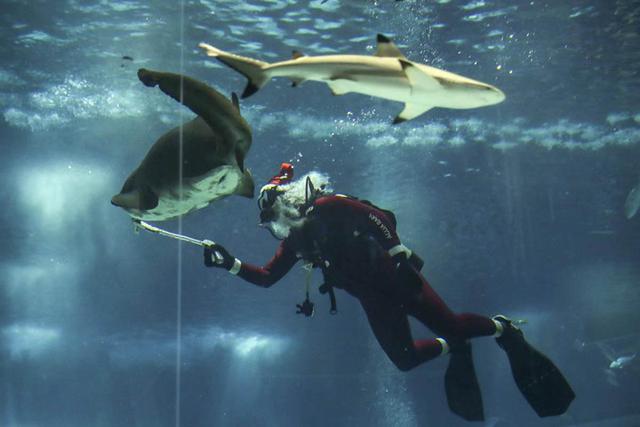 La historia del Papá Noel buzo que nada y alimenta a tiburones en un acuario de Brasil. | Foto: EFE