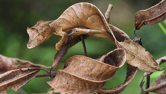 Reto: ¿eres capaz de encontrar a las lagartijas en medio de la naturaleza? | Foto: Referencial
