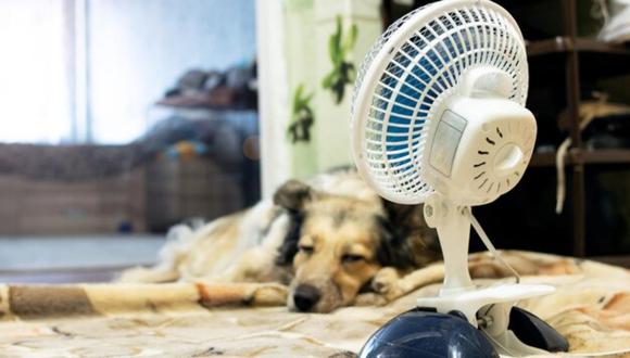 Cómo puedo saber si mi perro tiene calor y qué puedo hacer para refrescarlo: esto dicen los especialistas