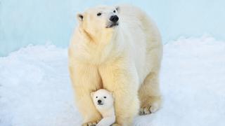 Día Internacional del Oso Polar: 10 fotografías famosas de este increíble animal