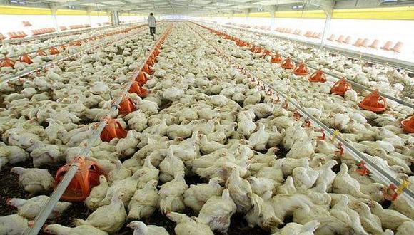 Scotiabank: Producción avícola crecería 5% en el 2014