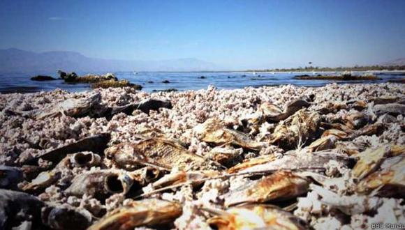 Salton Sea, el apocalíptico "mar muerto" de California
