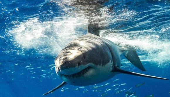 No es la primera vez que se ve a un tiburón en las playas mexicanas.