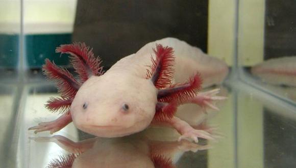 Las salamandras son animales que pueden regenerar sus extremidades o cola. (Foto: AP)