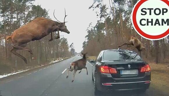 Dos conductores son sorprendidos por una manada de ciervos en una carretera de Polonia. (Foto: STOP CHAM / YouTube)