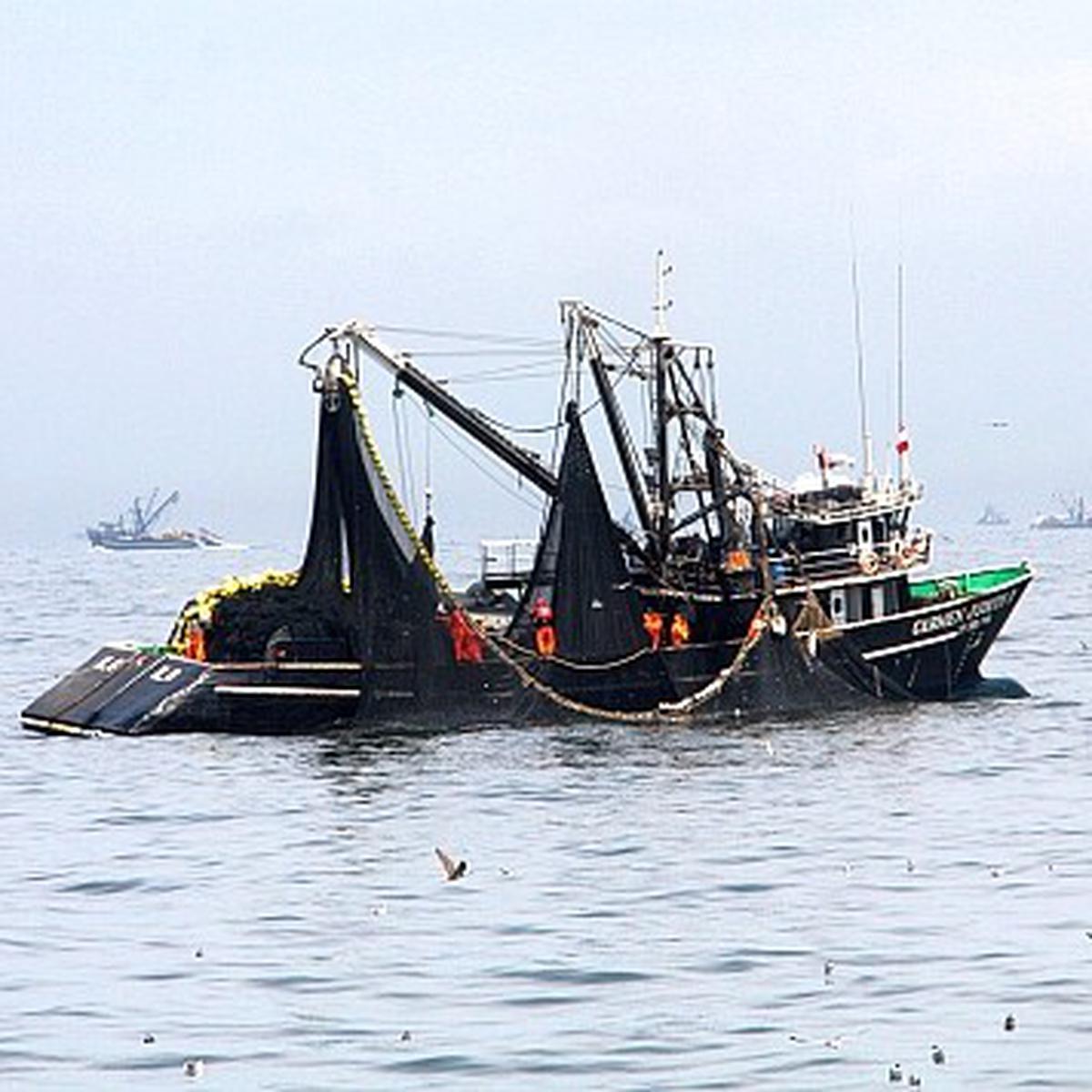 Pesca industrial podría realizarse dentro de las cinco millas en el sur, ECONOMIA