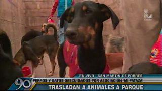 Perros y gatos vivían en pésimas condiciones en albergue de SMP