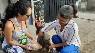 Mascotas damnificadas de explosión en Villa El Salvador reciben apoyo