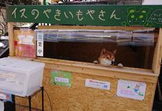 WUF: Perro que administra puesto de venta de camotes rostizados causa furor en Japón