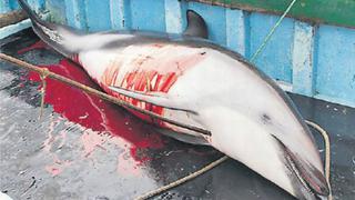 Matanza de delfines en Perú: cinco acciones para combatir la pesca ilegal