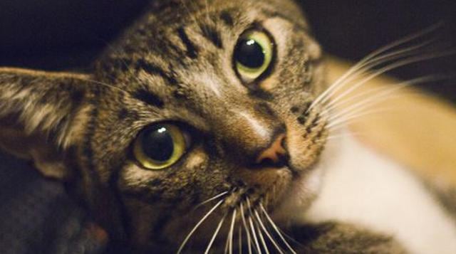 Día del gato: las fotos más votadas de nuestros lectores - 1