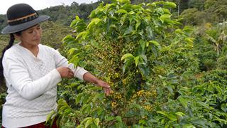 Caficultores peruanos ganan premios internacionales en Francia  