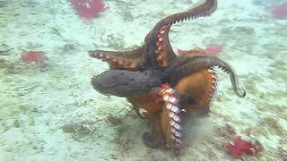 Encarnizada lucha de pulpos en el fondo del mar [VIDEO]