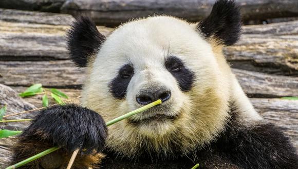 Muchos quedaron sorprendidos tras ver el video del panda en YouTube. (Referencial - Pixabay)
