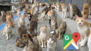 Así se ve la popular ‘Isla de los gatos’ en Google Maps