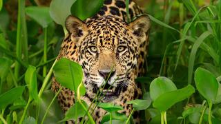 Cómo los traficantes chinos amenazan la supervivencia del jaguar, el mayor felino de América