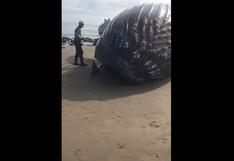 Tumbes: intentan devolver al mar a ballena varada en Punta Sal | VIDEO