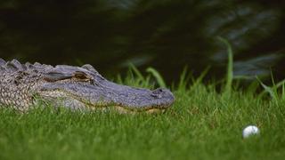 Golfista sudafricano muere por ataque de cocodrilo