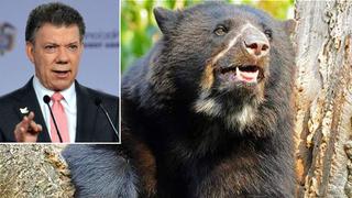 Colombia: Santos indignado por muerte de oso de anteojos