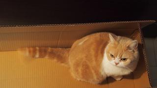Este gato japonés podría destronar a "Grumpy Cat" en Facebook