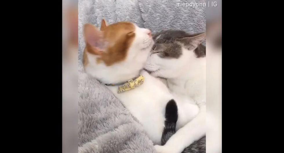 Dos gatitos han dejado enternecidos a miles de usuarios de Instagram. El video que ambos protagonizan tiene más de 4,8 millones de reproducciones.