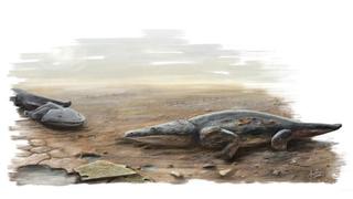 Descubren el fósil de una salamandra descomunal
