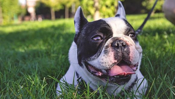 Perros ñatos o braquicefálicos como este Bulldog Francés son los que están más expuestos a un golpe de calor. (Flickr)