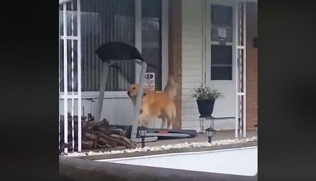 El perro se ejercita con total normalidad en una trotadora. (Facebook: @MiGuauPe)