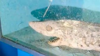 Youtuber ingresa a un acuario público español abandonado y capta imágenes aterradoras