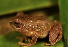 ¡Increíble! Científicos descubren nueva especie de rana en el Perú