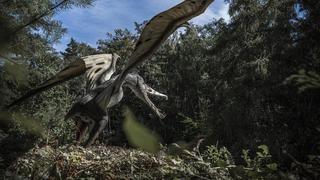 El más grande de los pterodáctilos solo podía volar cortas distancias