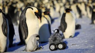 Polluelo robot logra engañar a pingüinos reales en la Antártida