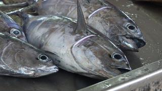 Brasil suspende la exportación de pescado a la Unión Europea