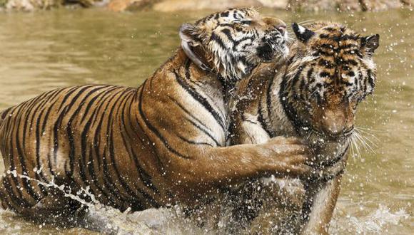 Capturan a dos tigres tras escaparse de un refugio en Holanda